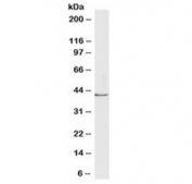 Western blot testing of human MCF7 cell lysate with Lactadherin antibody at 1ug/ml. Predicted molecular weight: ~43 kDa.