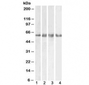 Western blot testing of 1) human cerebellum, 2) mouse brain, 3) rat brain and 4) pig brain lysate with GABA A Receptor gamma 2 antibody at 0.1ug/ml. Predicted molecular weight: ~54 kDa.