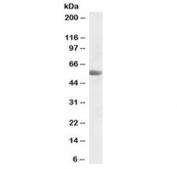 Western blot testing of human placenta lysate with KMO antibody at 0.03ug/ml. Predicted molecular weight: ~56 kDa. Predicted molecular weight: 52-56 kDa (multiple isoforms).