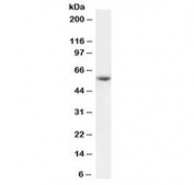 Western blot testing of human placenta lysate with Kynurenine 3 monooxygenase antibody at 1ug/ml. Predicted molecular weight: 52-56 kDa (multiple isoforms).