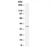 Western blot testing of human cerebellum lysate with BHLHE22 antibody at 0.1ug/ml. Predicted molecular weight ~37 kDa.