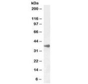 Western blot testing of human cerebellum lysate with BHLHE22 antibody at 1ug/ml. Predicted molecular weight ~37 kDa.