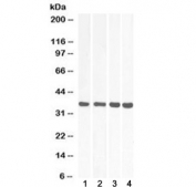 Western blot testing of heart lysate from 1) human, 2) mouse, 3) rat and 4) pig with MDH2 antibody at 0.01ug/ml. Predicted molecular weight ~35 kDa.
