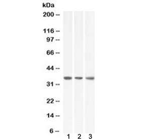 Western blot testing of 1) human HeLa, 2) human HepG2 and 3) mouse NIH3T3 lysate with MDH2 antibody at 0.1ug/ml. Predicted molecular weight ~35 kDa.~