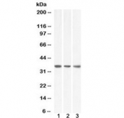 Western blot testing of 1) human HeLa, 2) human HepG2 and 3) mouse NIH3T3 lysate with MDH2 antibody at 0.1ug/ml. Predicted molecular weight ~35 kDa.