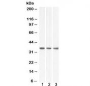 Western blot testing of 1) human HeLa, 2) human HepG2 and 3) mouse NIH3T3 lysate with MDH2 antibody at 0.1ug/ml. Predicted molecular weight ~35 kDa.