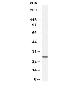 Western blot testing of human HeLa cell lysate with GSTM4 antibody at 0.1ug/ml. Predicted molecular weight ~26 kDa.~