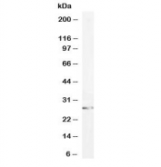 Western blot testing of human HeLa cell lysate with GSTM3 antibody at 0.1ug/ml. Predicted molecular weight ~26 kDa.