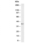 Western blot testing of human A431 cell lysate (nuclear fraction) with ATF1 antibody at 0.1ug/ml. Routinely observed molecular weight: 29-35 kDa.