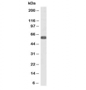 Western blot testing of human heart lysate with SLC7A6 antibody at 0.3ug/ml. Predicted molecular weight ~57 kDa.