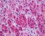 IHC staining of FFPE human adrenal cortex tissue with VGLUT1 antibody at 3.75ug/ml. Required HIER: steamed antigen retrieval with pH6 citrate buffer; AP-staining.