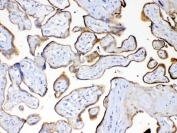 IHC testing of FFPE human placental tissue with MUC1 antibody at 1ug/ml. Required HIER: steam section in pH6 citrate buffer for 20 min and allow to cool prior to testing.