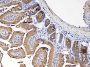 IHC testing of FFPE mouse small intestine tissue with MUC1 antibody at 1ug/ml. Required HIER: steam section in pH6 citrate buffer for 20 min and allow to cool prior to testing.