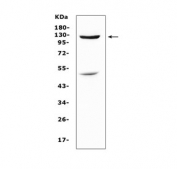 Western blot testing of human HeLa cell lysate with MUC1 antibody at 0.5ug/ml. Expected molecular weight: 120-500 kDa depending on glycosylation level.