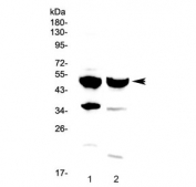 Western blot testing of human 1) A549 and 2) MCF7 cell lysate with FOXA1 antibody at 0.5ug/ml. Predicted molecular weight ~49 kDa.