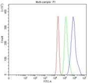 Western blot testing of human 1) A549 and 2) MCF7 cell lysate with FOXA1 antibody at 0.5ug/ml. Predicted molecular weight ~49 kDa.