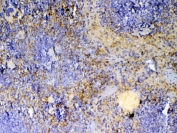 IHC testing of FFPE mouse spleen tissue with ICOS antibody at 1ug/ml. Required HIER: steam section in pH6 citrate buffer for 20 min and allow to cool prior to testing.
