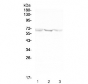 Western blot testing of human 1) U-87 MG, 2) HeLa and 3) HepG2 cell lysate with NOX2 antibody at 0.5ug/ml. Predicted molecular weight ~65 kDa, can be observed at ~85 kDa.