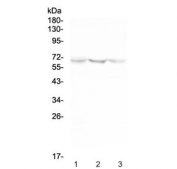 Western blot testing of human 1) U-87 MG, 2) HeLa and 3) HepG2 cell lysate with NOX2 antibody at 0.5ug/ml. Predicted molecular weight ~65 kDa, can be observed at ~85 kDa.