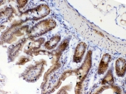 IHC testing of FFPE mouse small intestine tissue with ETV6 antibody at 1ug/ml. Required HIER: steam section in pH6 citrate buffer for 20 min and allow to cool prior to testing.
