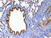 IHC testing of FFPE rat lung tissue with Mmp13 antibody at 1ug/ml. Required HIER: steam section in pH6 citrate buffer for 20 min and allow to cool prior to testing.