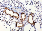 IHC testing of FFPE mouse lung tissue with Mmp13 antibody at 1ug/ml. Required HIER: steam section in pH6 citrate buffer for 20 min and allow to cool prior to testing.