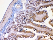 IHC testing of FFPE rat small intestine tissue with Mmp13 antibody at 1ug/ml. Required HIER: steam section in pH6 citrate buffer for 20 min and allow to cool prior to testing.