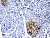 IHC testing of FFPE rat pancreas tissue with IL17A antibody at 1ug/ml. Required HIER: steam section in pH6 citrate buffer for 20 min and allow to cool prior to testing.