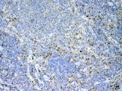 IHC testing of FFPE rat spleen tissue with IL17A antibody at 1ug/ml. Required HIER: steam section in pH6 citrate buffer for 20 min and allow to cool prior to testing.