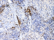 IHC testing of FFPE mouse spleen tissue with IL17A antibody at 1ug/ml. Required HIER: steam section in pH6 citrate buffer for 20 min and allow to cool prior to testing.
