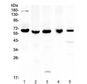 Western blot testing of 1) human K562, 2) rat brain, 3) rat PC-12, 4) mouse brain and 5) mouse HEPA1-6 lysate with TRAF3 antibody at 0.5ug/ml. Predicted molecular weight ~64 kDa.