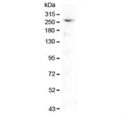 Western blot testing of mouse pancreas lysate with CAD antibody at 0.5ug/ml. Predicted molecular weight ~243 kDa.