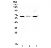 Western blot testing of 1) rat liver, 2) mouse HEPA1-6 and 3) human HeLa lysate with CD5 antibody at 0.5ug/ml. Observed molecular weight: 55~67 kDa depending on glycosylation level.