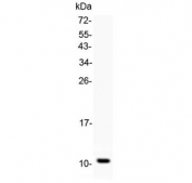 Western blot testing of recombinant rat Gro alpha protein with Gro alpha antibody at 0.5ug/ml. Predicted molecular weight ~11 kDa.
