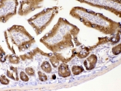 IHC testing of FFPE mouse intestine tissue with GALE antibody at 1ug/ml. Required HIER: steam section in pH6 citrate buffer for 20 min and allow to cool prior to testing.