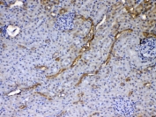 IHC testing of FFPE rat kidney tissue with GALE antibody at 1ug/ml. Required HIER: steam section in pH6 citrate buffer for 20 min and allow to cool prior to testing.