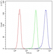 Flow cytometry testing of human HeLa cells with GSTM1 antibody at 1ug/10^6 cells (blocked with goat sera); Red=cells alone, Green=isotype control, Blue= GSTM1 antibody.
