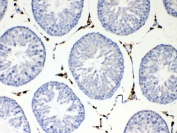 IHC testing of FFPE rat testis tissue with NSF antibody at 1ug/ml. Required HIER: steam section in pH6 citrate buffer for 20 min and allow to cool prior to testing.