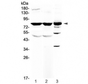 Western blot testing of 1) rat brain, 2) mouse brain and 3) human HepG2 antibody at 0.5ug/ml. Predicted molecular weight ~82 kDa.