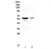 Western blot testing of human 1) U-87 MG and 2) A375 cell lyate with SOX10 antibody at 0.5ug/ml. Expected molecular weight: 50-58 kDa.