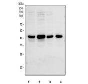 Western blot testing of human 1) A549, 2) HepG2, 3) HeLa and 4) 293T cell lysate with OGG1 antibody at 0.5ug/ml. Predicted molecular weight ~39 kDa.
