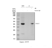Immunoprecipitation of OGG1 protein from 500ug of human 293T whole cell lysate with 2ug of OGG1 antibody.