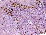IHC testing of FFPE rat spleen tissue with ADA antibody at 1ug/ml. Required HIER: steam section in pH6 citrate buffer for 20 min and allow to cool prior to testing.