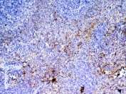 IHC testing of FFPE rat spleen tissue with Pf4 antibody at 1ug/ml. Required HIER: steam section in pH6 citrate buffer for 20 min and allow to cool prior to testing.