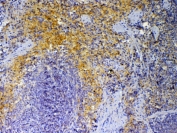IHC testing of FFPE mouse spleen tissue with Pf4 antibody at 1ug/ml. Required HIER: steam section in pH6 citrate buffer for 20 min and allow to cool prior to testing.