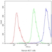 Flow cytometry testing of human A431 cells with SUR1 antibody at 1ug/10^6 cells (blocked with goat sera); Red=cells alone, Green=isotype control, Blue=SUR1 antibody.