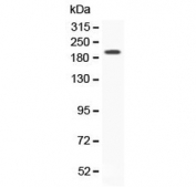 Western blot testing of recombinant mouse Vegfr2 protein with Vegf receptor 2 antibody at 0.5ug/ml. 