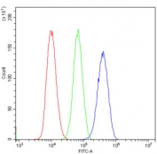 Flow cytometry testing of human LLC1 cells with Vegf receptor 2 antibody at 1ug/million cells (blocked with goat sera); Red=cells alone, Green=isotype control, Blue= Vegf receptor 2 antibody.