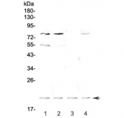 Western blot testing of rat 1) liver, 2) kidney, 3) spleen and 4) brain lysate with Cd59 antibody at 0.5ug/ml. Predicted molecular weight ~14 kDa (unmodified), 18-20 kDa (glycosylated).