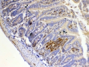 IHC testing of FFPE mouse small intestine tissue with IL12 p35 antibody at 1ug/ml. Required HIER: steam section in pH6 citrate buffer for 20 min and allow to cool prior to testing.